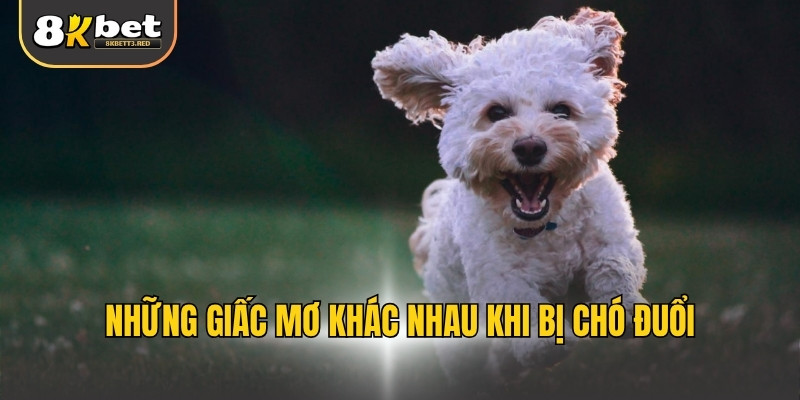 Những giấc mơ khác nhau khi bị chó đuổi